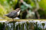 Wasseramsel an der Wasserkante