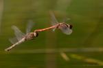 Blutrote Heidelibelle Paarungsflug