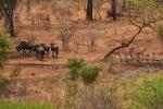 Makutsi - Tented Camp 18