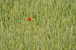 Einsamer Mohn