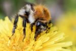 Frühling - Löwenzahn - Ackerhummel