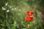 Mohn