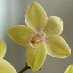 hrstatlers Orchidee Ausschnitt verkleinert
