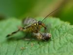 Skorpionsfliege mit Beute