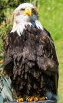 Weißkopfseeadler Horizonte Farbe