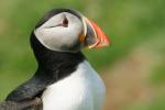 Puffin 3