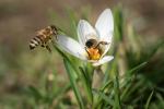 Bienenfrühling