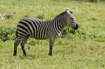 Zebra, Arusha Nationalpark, Tansania