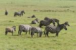 Zebras, Arusha Nationalpark, Tansania