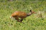 Dik-dik, Arusha Nationalpark, Tansania