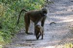 Arusha Nationalpark, Affen, Tansania