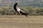 Pelikan II, Manyara-NP, Tansania