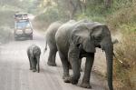 Elefanten mit Nachwuchs