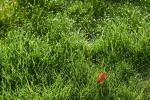 Blatt im Gras