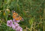 Schmetterling
