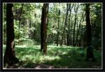 Wald