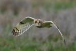 Short eared owl in the rain