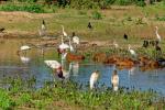 Vielfalt im Pantanal