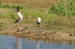 Wasserstelle im Pantanal
