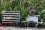 Tanjung Puting