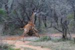 Makutsi - Tented Camp 31