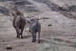 Makutsi - Tented Camp 50