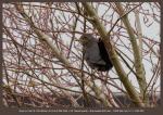 Amsel Augenfokus