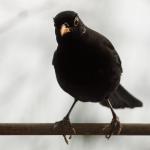 Amsel Weiße Feder 2016_2