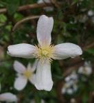 4 Blütenblätter, Clematis