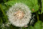 Pusteblume