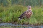 Seeadler