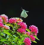 Sommer im Garten