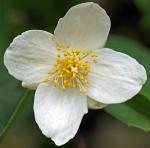 Jasminblüte