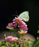 Sommertag im Garten