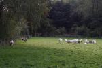 Herbst