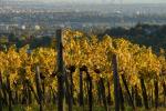 Weinberge um Wien III