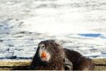 Nutria