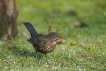 amsel 4000