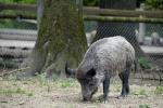 Wildschweine