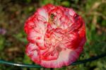 Mohn1