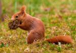 Eichhörnchen 03 Nestbau