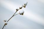 Schneehäubchen