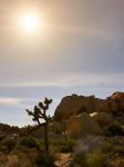 Joshua Tree