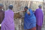 Massai-Frauen beim Hüttenbau