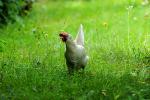 Huhn im Garten