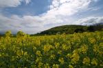 Der Frühling scheint da zu sein