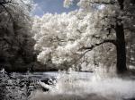 Infrarot: Baum am Teich