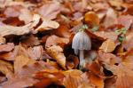 Unterm Herbstlaub