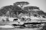 Katavi Nationalpark Tansania