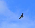 Bussard